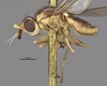 Media type: image;   Entomology 13346 Aspect: habitus lateral view